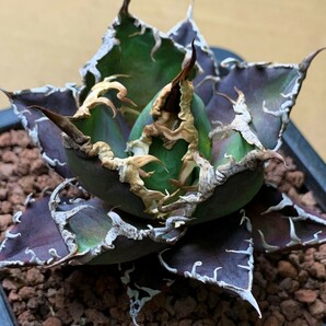 XH2多肉植物アガベ チタノタ Agave titanota ‘包心龍’の画像3