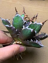 XH3多肉植物アガベ チタノタ Agave titanota ‘包心龍’_画像9