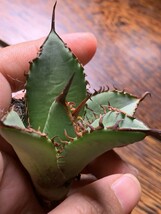 X219多肉植物アガベ チタノタ Agave titanota ‘烈’ インドネシア 子株_画像5