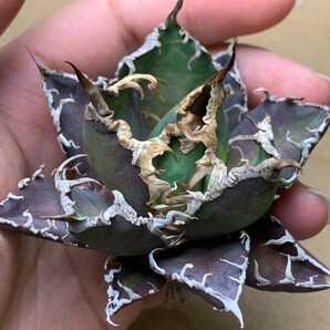 XH2多肉植物アガベ チタノタ Agave titanota ‘包心龍’の画像5