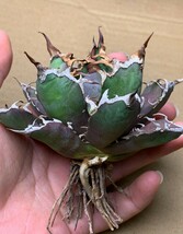 XH3多肉植物アガベ チタノタ Agave titanota ‘包心龍’_画像10