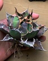 XH3多肉植物アガベ チタノタ Agave titanota ‘包心龍’_画像1