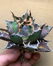 XH3多肉植物アガベ チタノタ Agave titanota ‘包心龍’_画像8