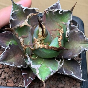 XH1多肉植物アガベ チタノタ Agave titanota ‘包心龍’の画像2