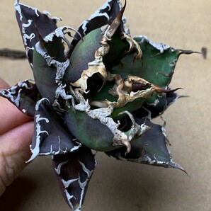 XH2多肉植物アガベ チタノタ Agave titanota ‘包心龍’の画像7