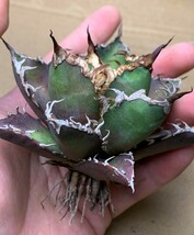 XH1多肉植物アガベ チタノタ Agave titanota ‘包心龍’_画像9