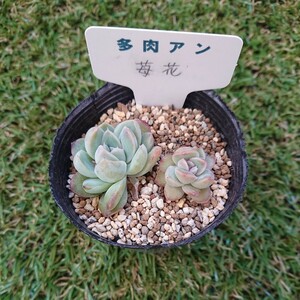 多肉植物 エケベリア 多肉アン 苺花 カット