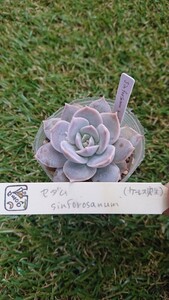 多肉植物 セダム シンフォロサナム Sedum sinforosanum