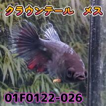 ベタ　クラウンテール　メス 01F0122-026　熱帯魚　生体_画像4