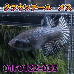 ベタ　クラウンテール　メス 01F0122-033　熱帯魚　生体