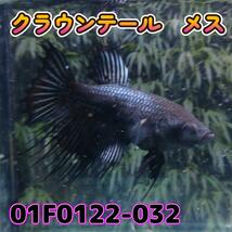 ベタ　クラウンテール　メス 01F0122-032　熱帯魚　生体_画像4