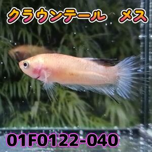 Betakrown Tail Mescoi Color 01f0122-040 Tropical Fish Living Body