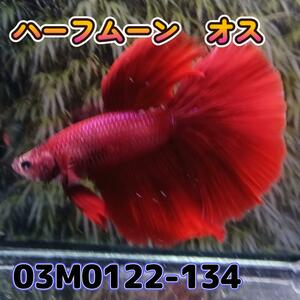 ベタ　ショーベタ　オス　レッド　03M0122-134　ハーフムーン　生体　熱帯魚