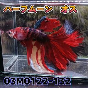 ベタ　ショーベタ　オス　ニモ　03M0122-132　ハーフムーン　生体　熱帯魚