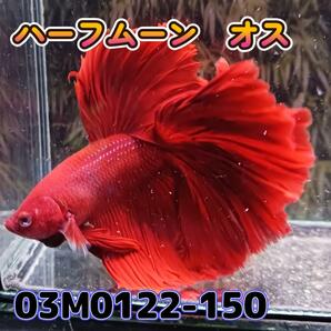 ベタ ショーベタ オス スーパーレッド 03M0122-150 ハーフムーン 生体 熱帯魚の画像3