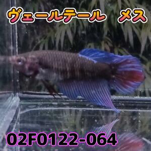  betta veil tail female 02F0122-064 traditional tropical fish organism 