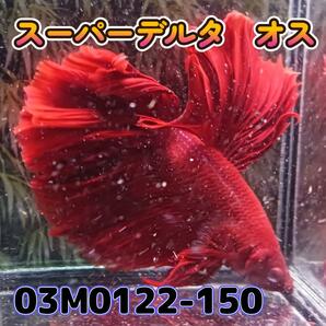 ベタ ショーベタ オス スーパーレッド 03M0122-150 ハーフムーン 生体 熱帯魚の画像4