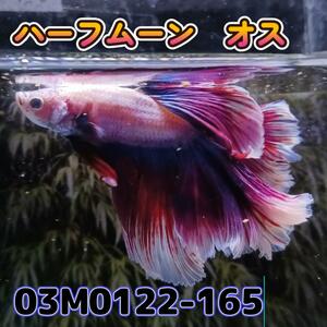 ベタ　ショーベタ　オス　ラベンダーバタフライ　03M0122-165　ハーフムーン　生体　熱帯魚