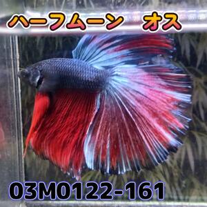 ベタ　ショーベタ　オス　ブルーレッド　03M0122-161　ハーフムーン　生体　熱帯魚