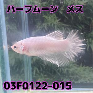 ベタ　ショーベタ　メス　ファンシーホワイト　03F0122-015　ハーフムーン　熱帯魚　生体