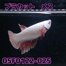 ベタ　プラカット　メス　05F0122-025　高知熱帯魚サービス　熱帯魚　生体_画像4