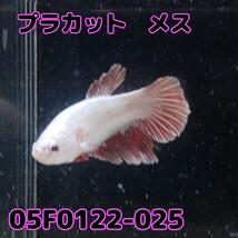 ベタ　プラカット　メス　05F0122-025　高知熱帯魚サービス　熱帯魚　生体_画像3