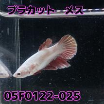 ベタ　プラカット　メス　05F0122-025　高知熱帯魚サービス　熱帯魚　生体_画像1