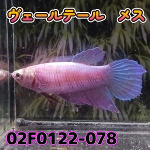 ベタ　ベールテール　メス　02F0122-078　トラディショナル　熱帯魚　生体