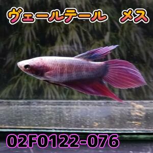 ベタ　ベールテール　メス　02F0122-076　トラディショナル　熱帯魚　生体