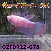 ベタ　ベールテール　メス　02F0122-078　トラディショナル　熱帯魚　生体_画像3