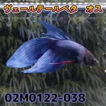 ベタ　ベールテール　オス　02M0122-038　トラディショナル　生体　熱帯魚_画像4