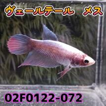 ベタ　ベールテール　メス　02F0122-072　トラディショナル　熱帯魚　生体_画像4