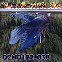 ベタ　ベールテール　オス　02M0122-038　トラディショナル　生体　熱帯魚_画像2