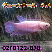 ベタ　ベールテール　メス　02F0122-078　トラディショナル　熱帯魚　生体_画像2