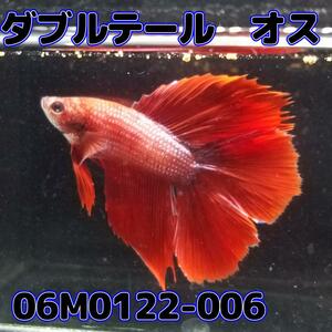 ベタ　ダブルテール　オス　レッド　06M0122-006　フルムーン　生体　熱帯魚