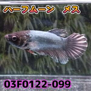 ベタ　ショーベタ　メス　03F0122-099　ハーフムーン　熱帯魚　生体