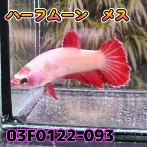 ベタ　ショーベタ　メス　03F0122-093　ハーフムーン　熱帯魚　生体