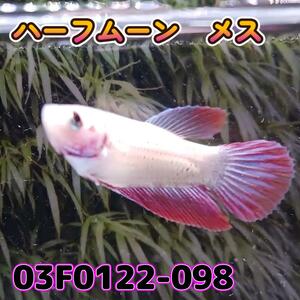 ベタ　ショーベタ　メス　03F0122-100　ハーフムーン　熱帯魚　生体