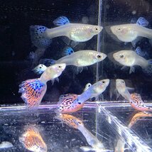 国産　プラチナジャパンブルーグラスグッピー　１ペア（2匹）　熱帯魚　生体　雌雄_画像3