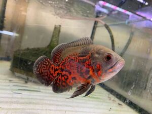 （熱帯魚）ルビーレッドオスカー　1匹　約7-10cm　※カラー/雌雄の指定不可　アストロノータス　アメリカンシクリッド