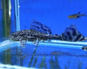 熱帯魚　ヒポプレコ　S　1匹　約5-10cm　※雄雌のご指定不可　サッカープレコ