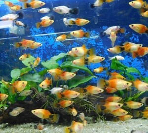 熱帯魚　各種プラティMIX　10匹　+1匹おまけ付　※カラー指定不可　ミックス　ワグプラティ