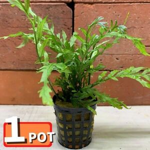 水草　ボルビティス・ヒュディロティ　1POT　※ネコポス便対応（POTは付属しません）