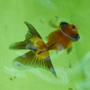 金魚　MIX蝶尾　約5-8cm前後　1匹　※カラー/ 雌雄の指定不可