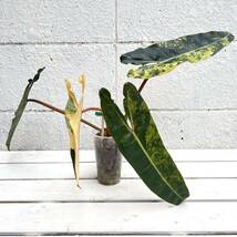 《KhK-01》Philodendron Billietiae variegatedフィロデンドロン ビィレッティア 斑入り/モンステラ アンスリウム アロカシア ラフィドフォ_画像8