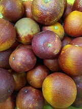 ★愛媛県産　ブラッドオレンジ　モロ種★　５ｋｇ　（カットフルーツ、ジュース、ジャム、何でも美味しい！！）_画像3