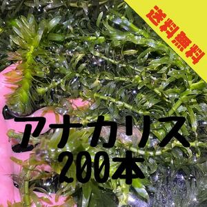 【送料無料】アナカリス200本　15cm前後