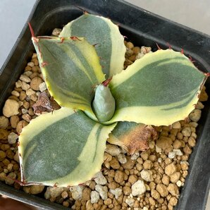 レアレア ２ パリー トランカータ  8cm  オリザバ 斑入り  | CACTUS.TOKYO |  の画像6