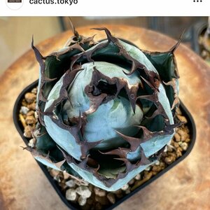 特選　チタノタ　BB 　ブラックアンドブルー　ブルーボール　８cm　　米国産　| CACTUS.TOKYO