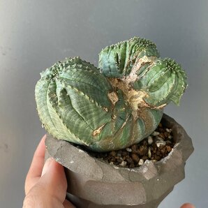 ユーフォルビア オベサ 綴化 モンスト  | CACTUS.TOKYO |  の画像1